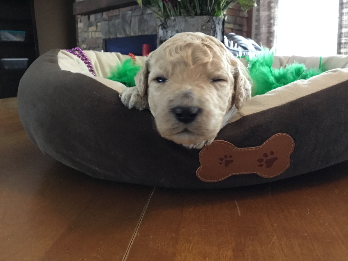 Keats.  Goldendoodle