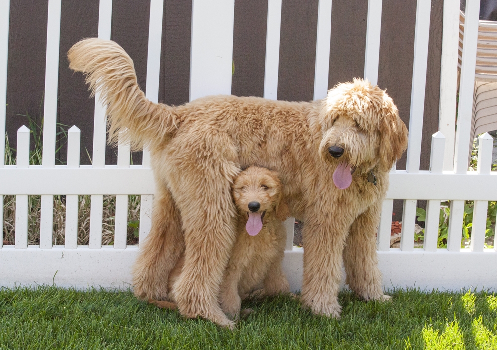 Goldendoodles Breed Photo