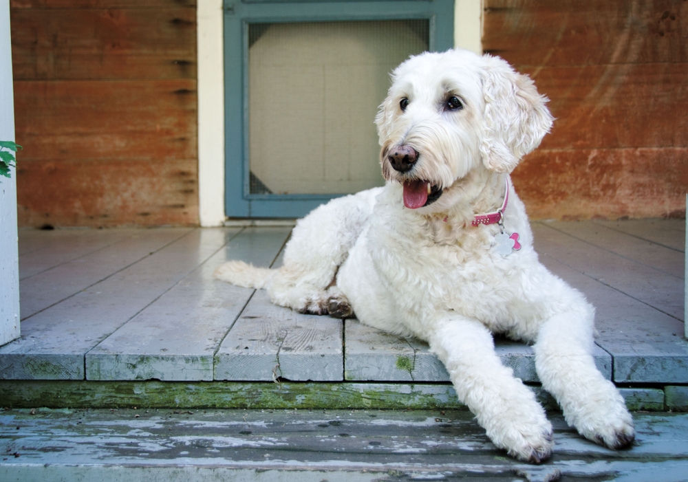 Green acres hot sale goldendoodle kennels